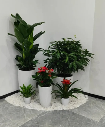 海曙花卉租赁选择-杭州湾花木租摆价格-奉化租花卉千套方案-慈溪花木租赁保养